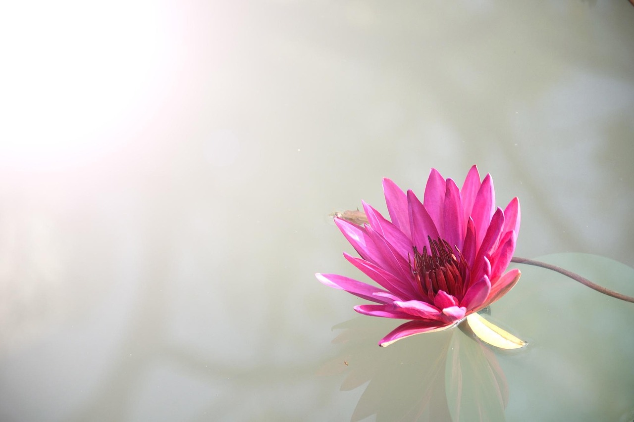 What is Lotus365 Login: Step-by-Step Guide for India (2027)